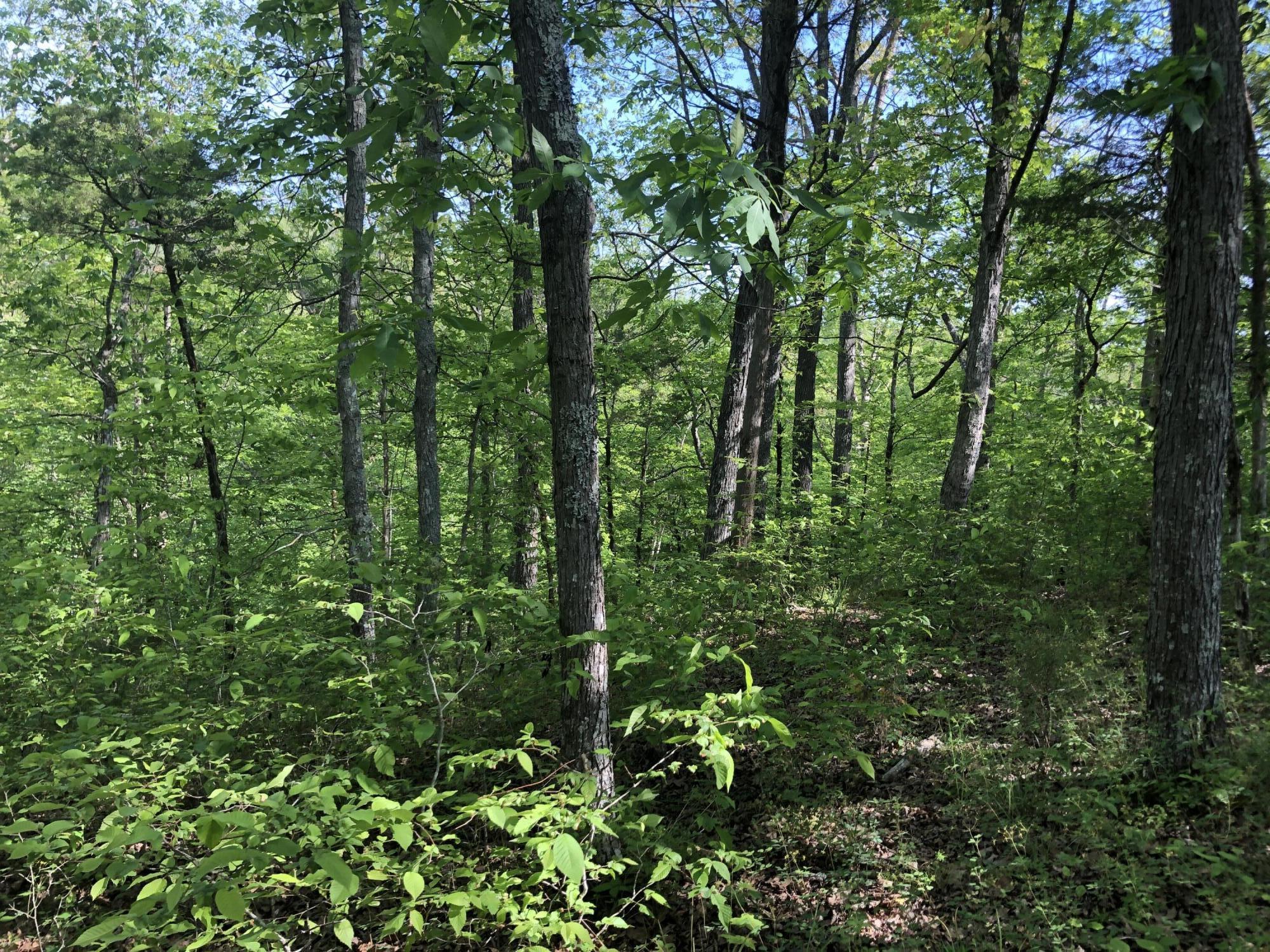 2810 Knob Creek Road Bybee, TN 37713 - Photo 13 of 51 IMG_9689