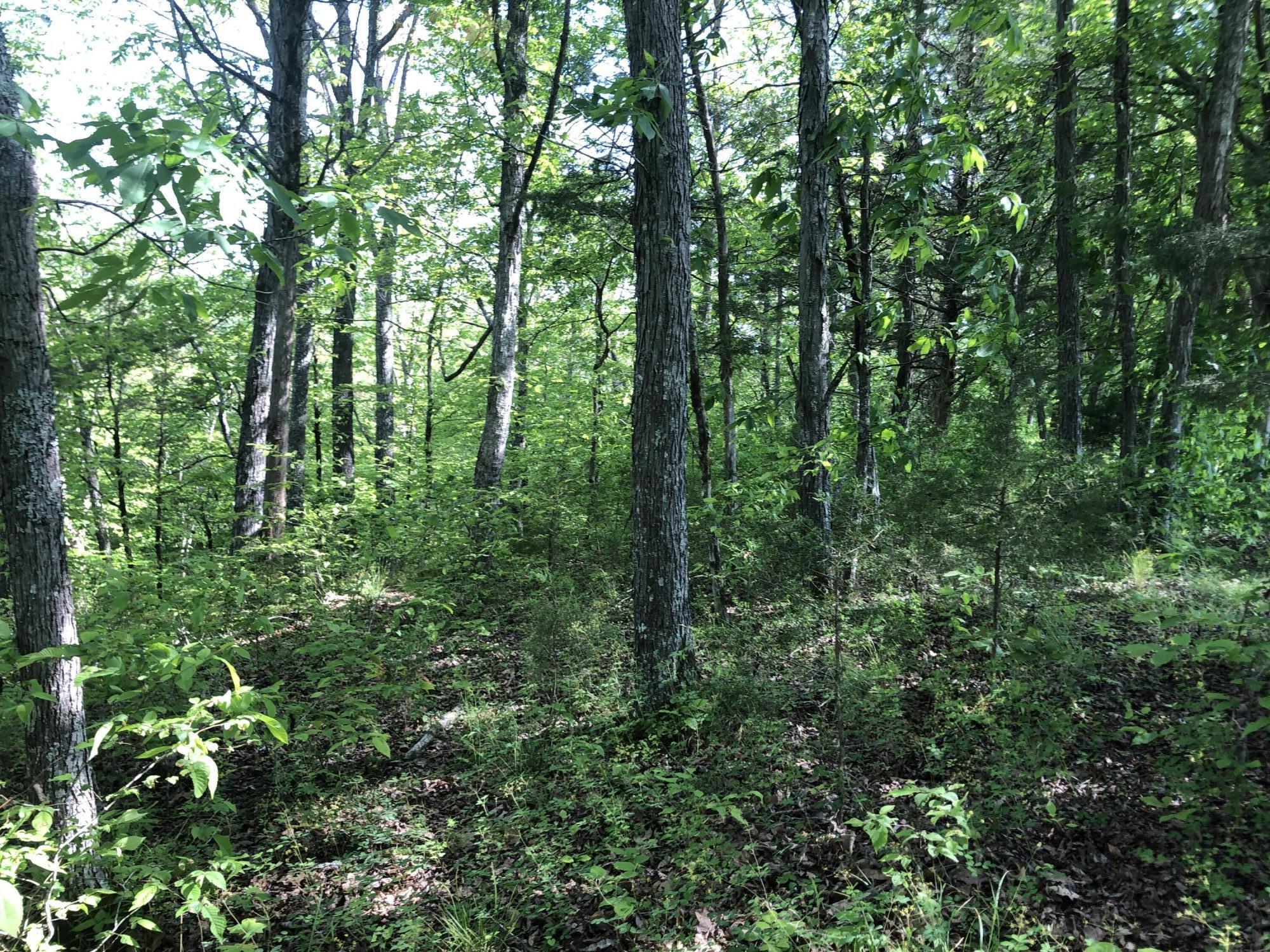 2810 Knob Creek Road Bybee, TN 37713 - Photo 15 of 51 IMG_9686