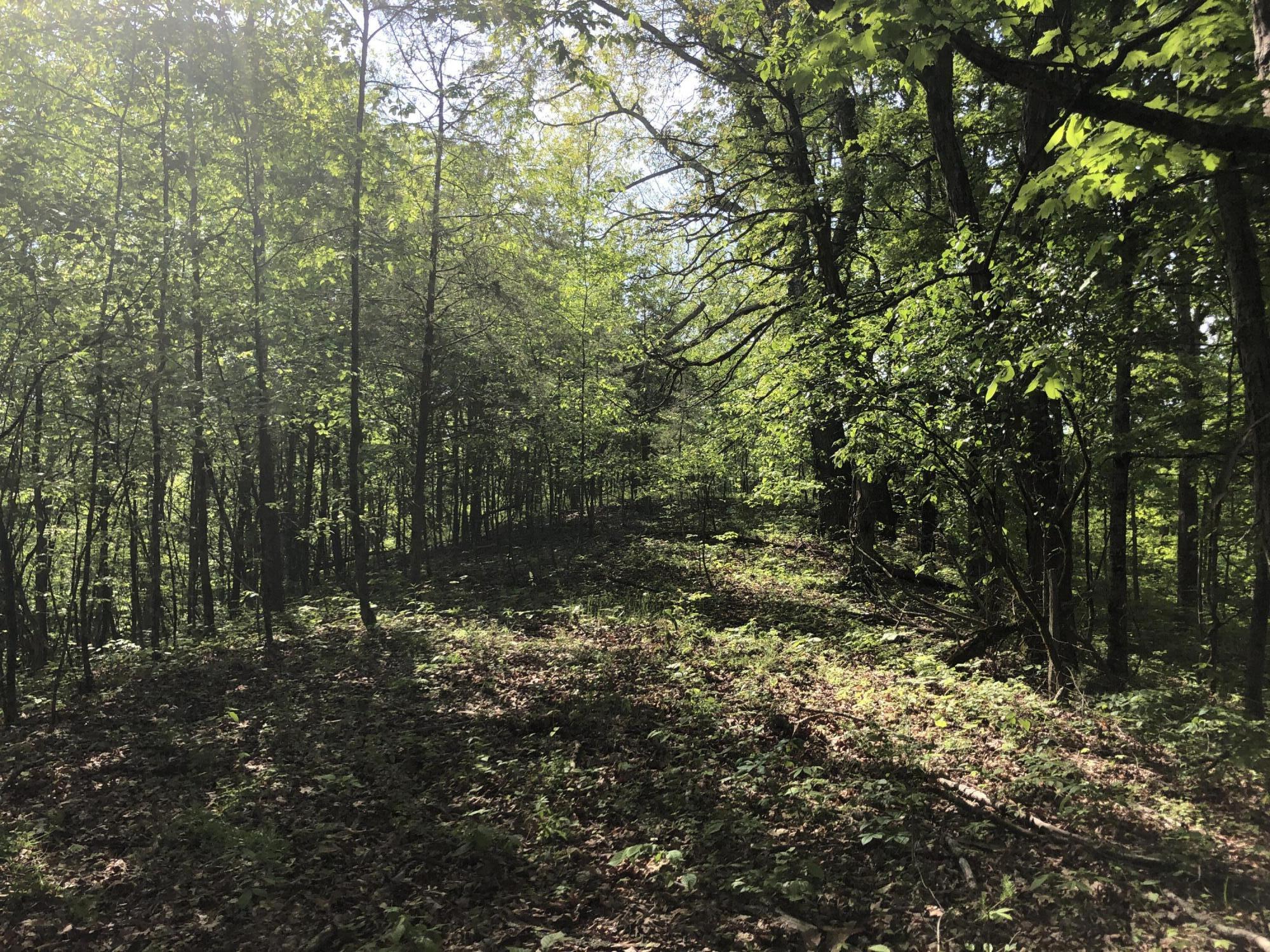 2810 Knob Creek Road Bybee, TN 37713 - Photo 21 of 51 IMG_9715