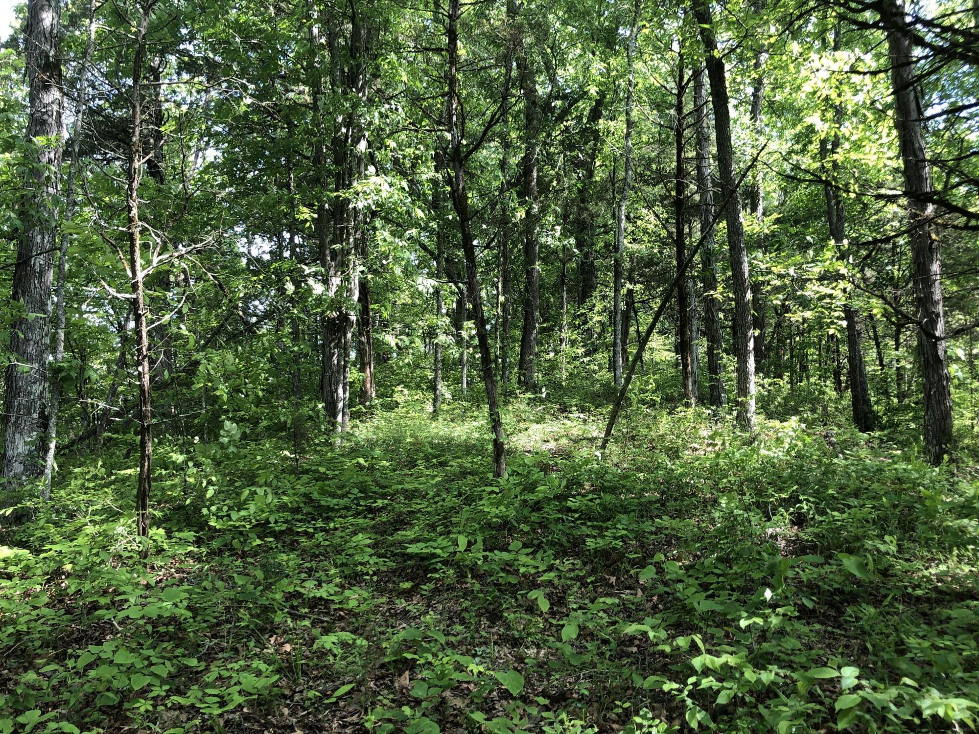 2810 Knob Creek Road Bybee, TN 37713 - Photo 23 of 51 IMG_9727