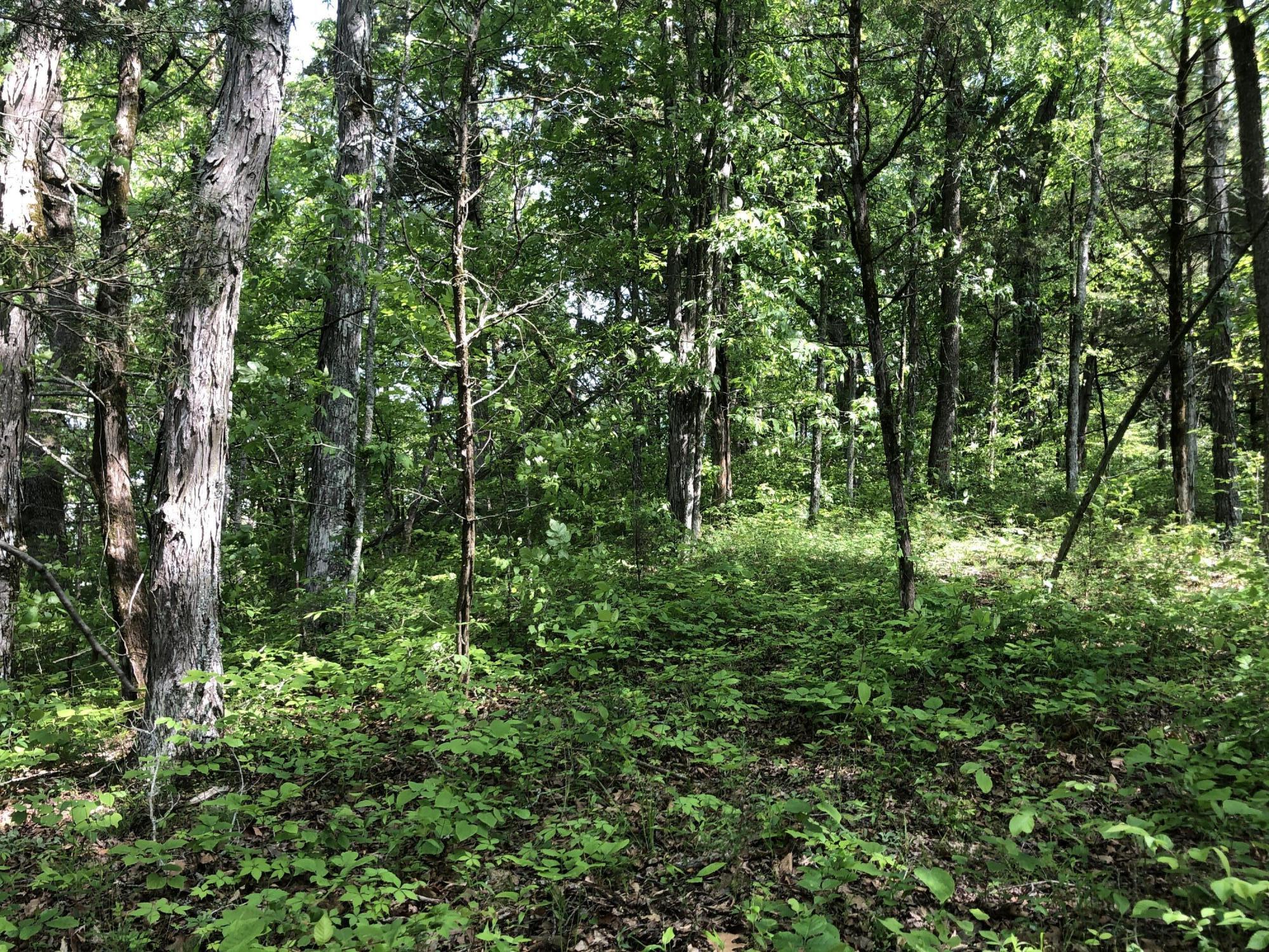 2810 Knob Creek Road Bybee, TN 37713 - Photo 24 of 51 IMG_9728