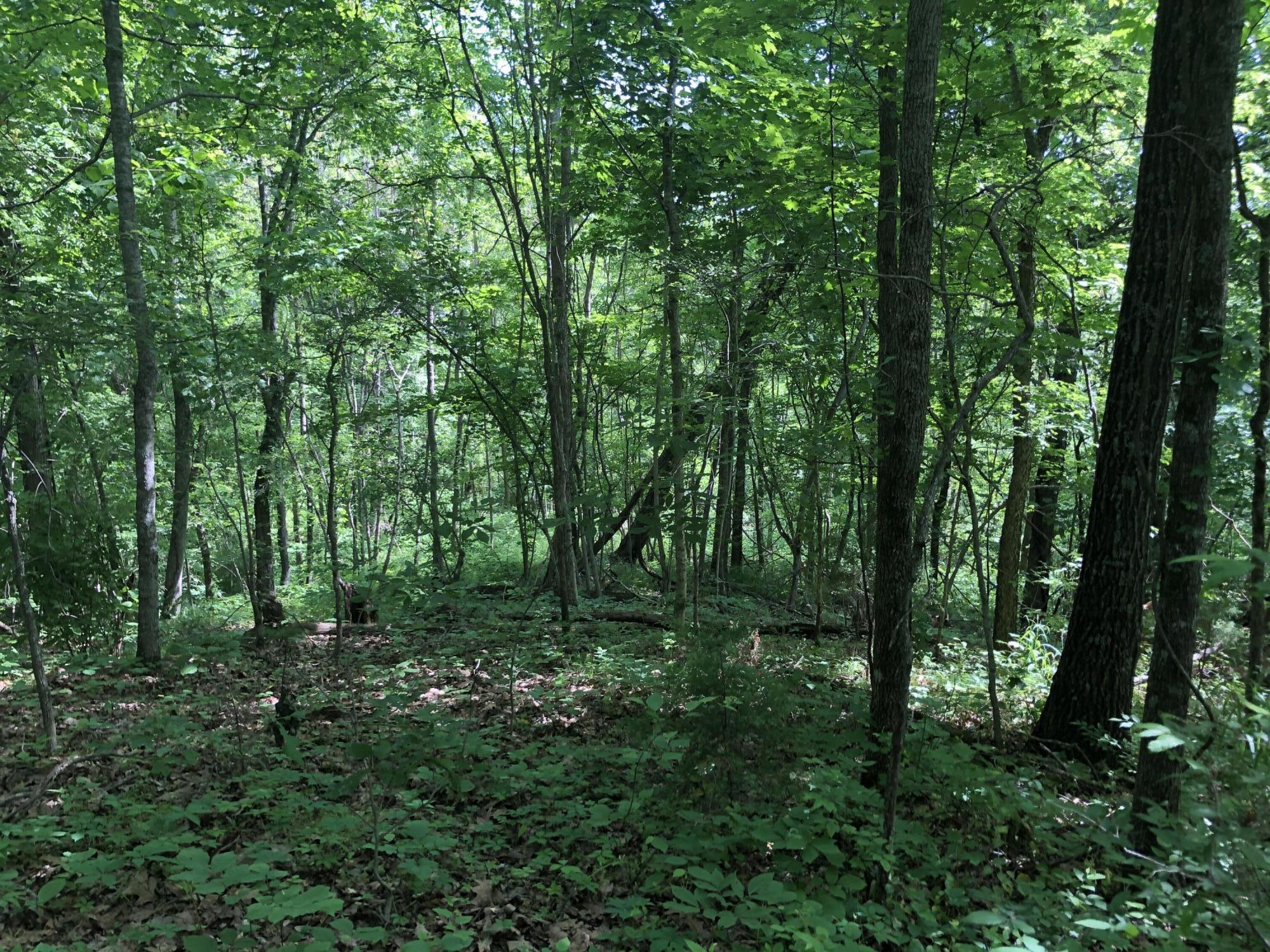 2810 Knob Creek Road Bybee, TN 37713 - Photo 41 of 51 IMG_9762