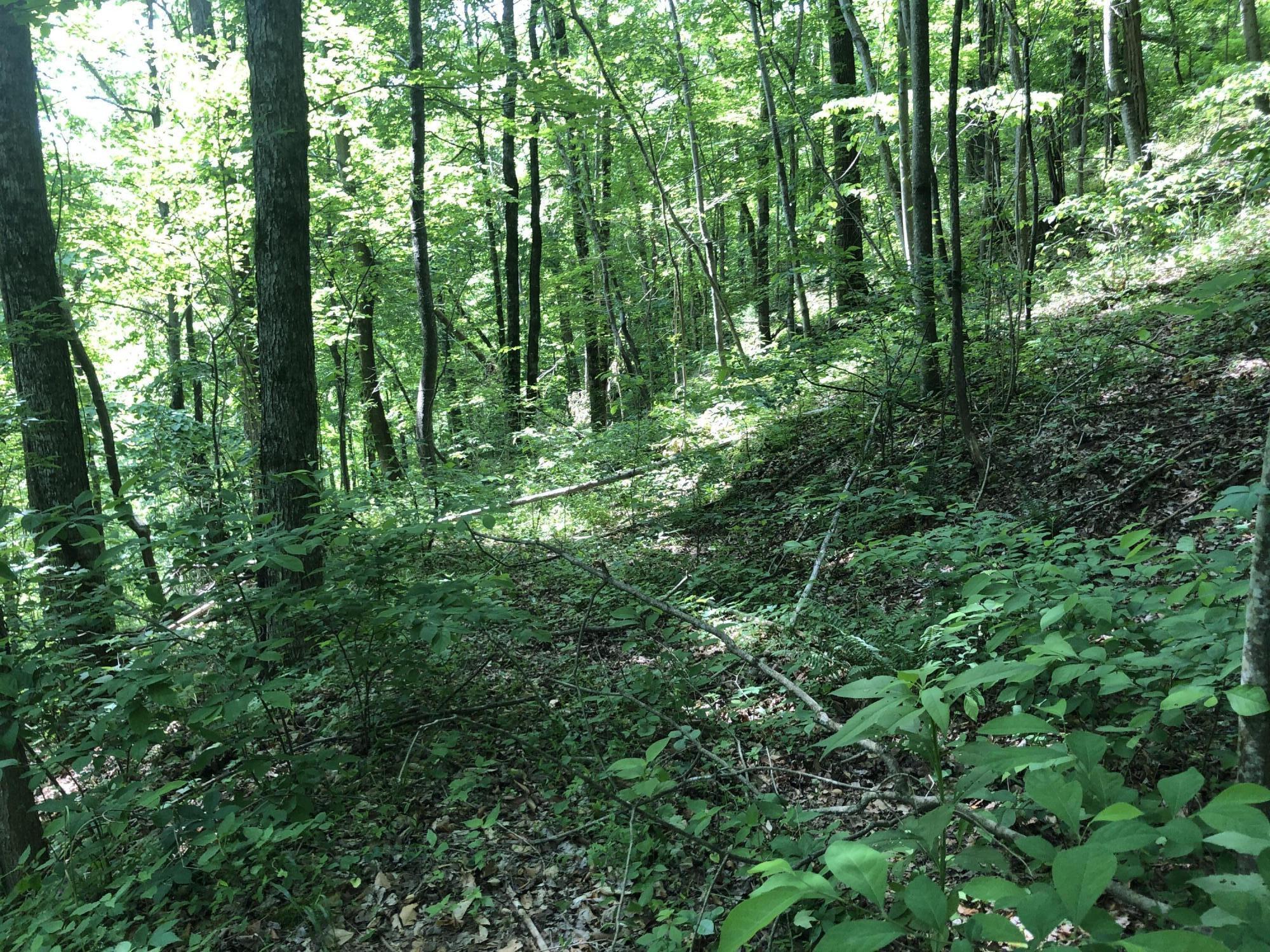 2810 Knob Creek Road Bybee, TN 37713 - Photo 45 of 51 IMG_9757