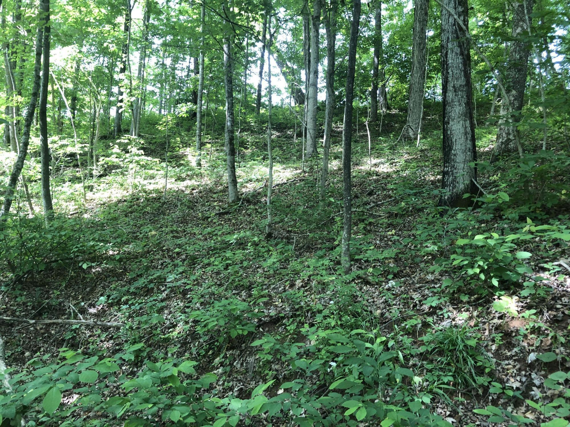 2810 Knob Creek Road Bybee, TN 37713 - Photo 46 of 51 IMG_9756