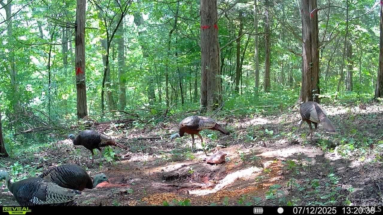 6400 East Prong Madison, IN 47250 - Photo 12 of 16