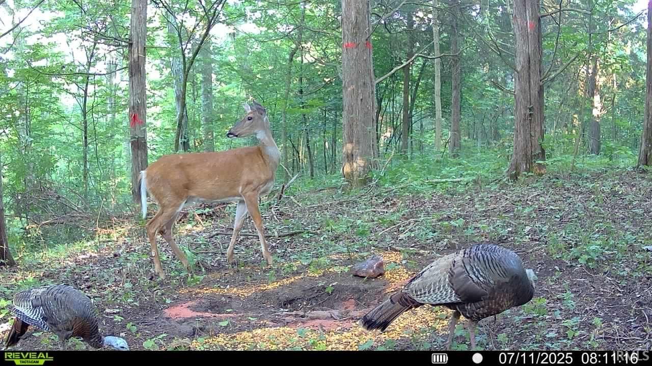 6400 East Prong Madison, IN 47250 - Photo 13 of 16