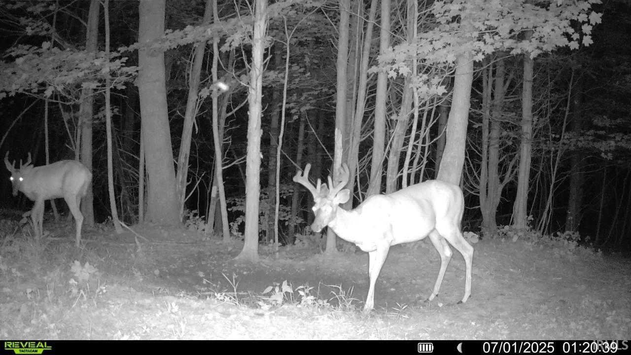 6400 East Prong Madison, IN 47250 - Photo 14 of 16