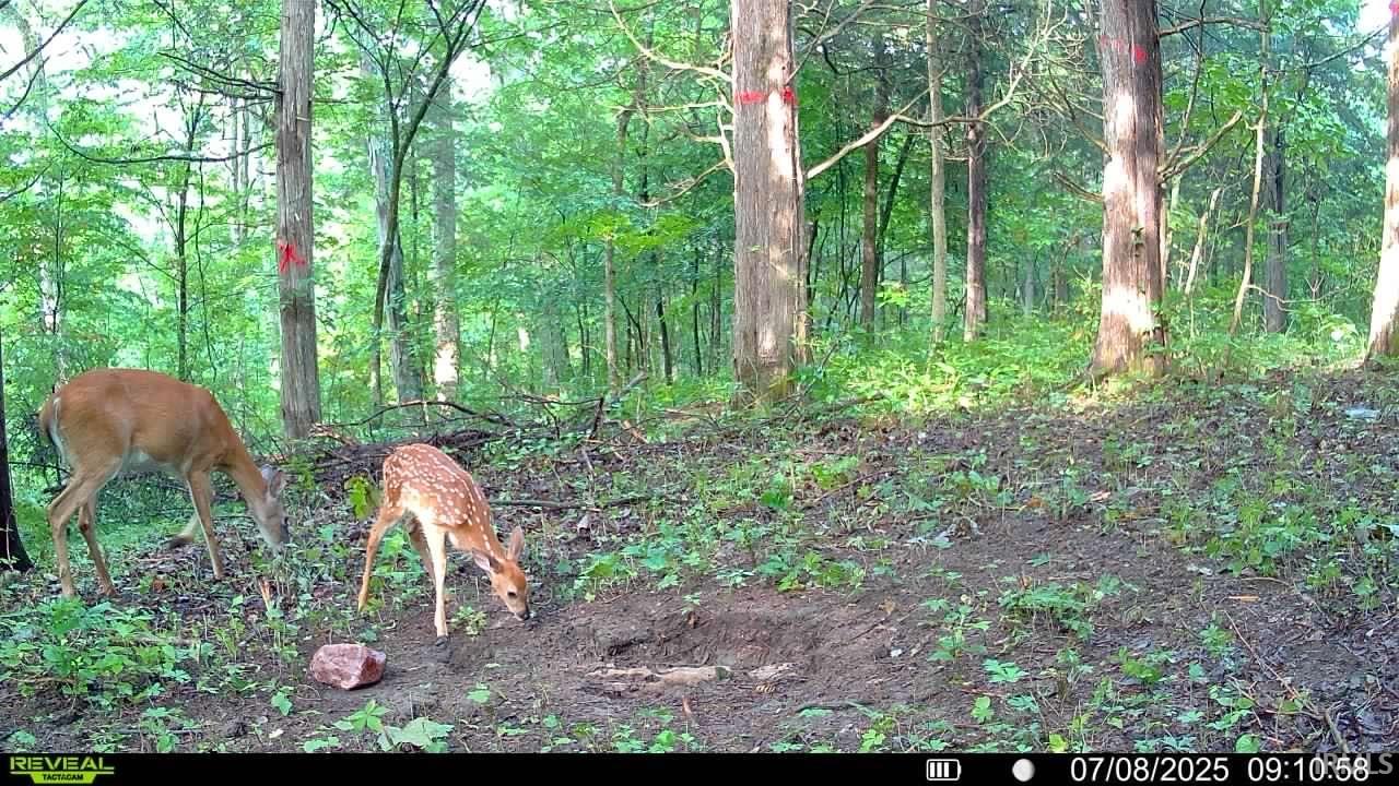 6400 East Prong Madison, IN 47250 - Photo 15 of 16