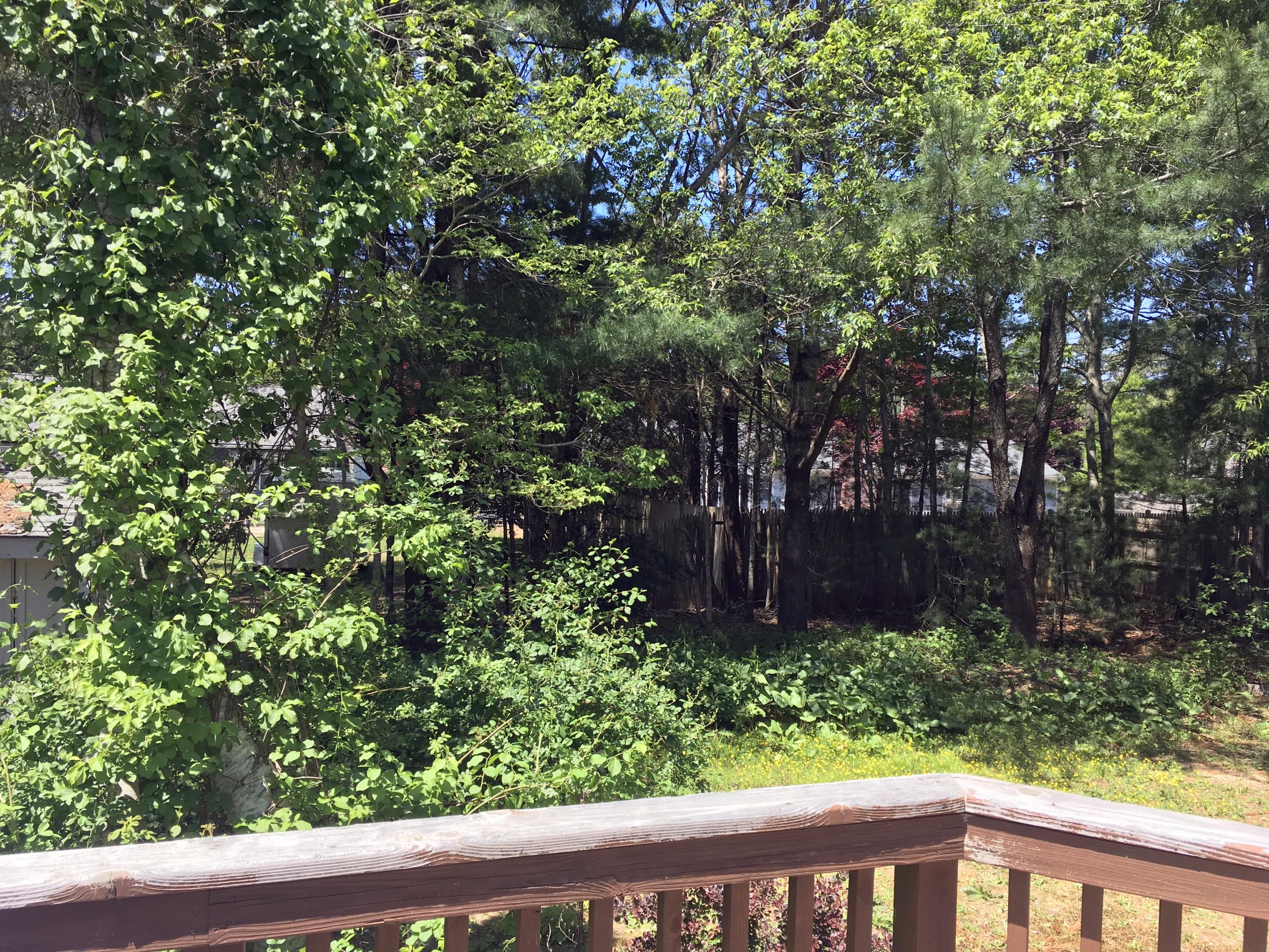 88 Cedric Road Centerville, MA 02632 - Photo 17 of 25 a view of yard with large trees and plants
