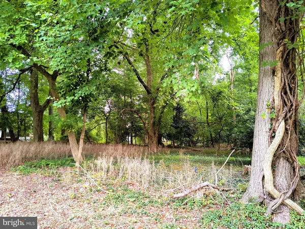 a view of lake with a tree