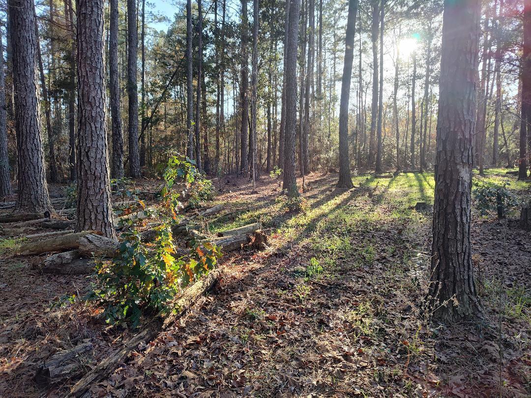 600 Jasper Floyd Road Ponce de Leon, FL 32455 - Photo 11 of 27 a backyard of a house with lots of green space