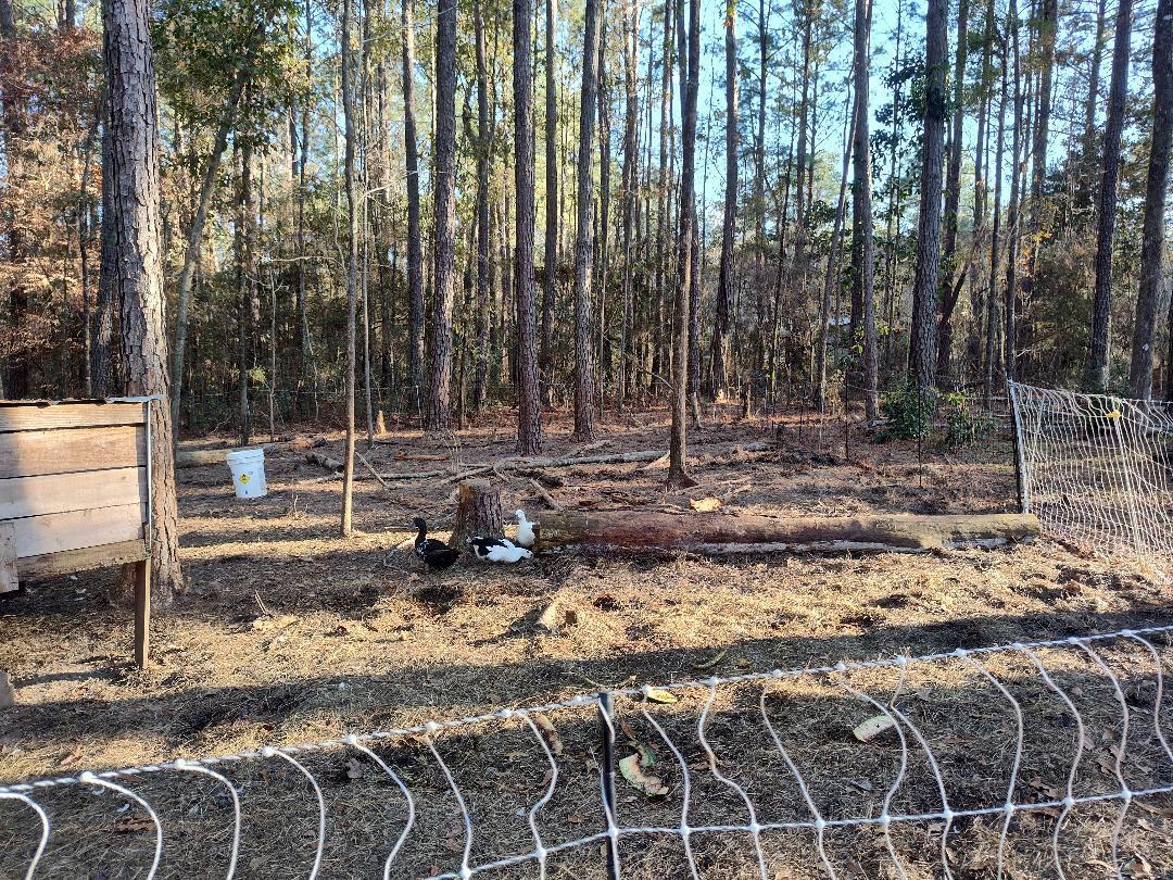 600 Jasper Floyd Road Ponce de Leon, FL 32455 - Photo 12 of 27 a view of a backyard with trees