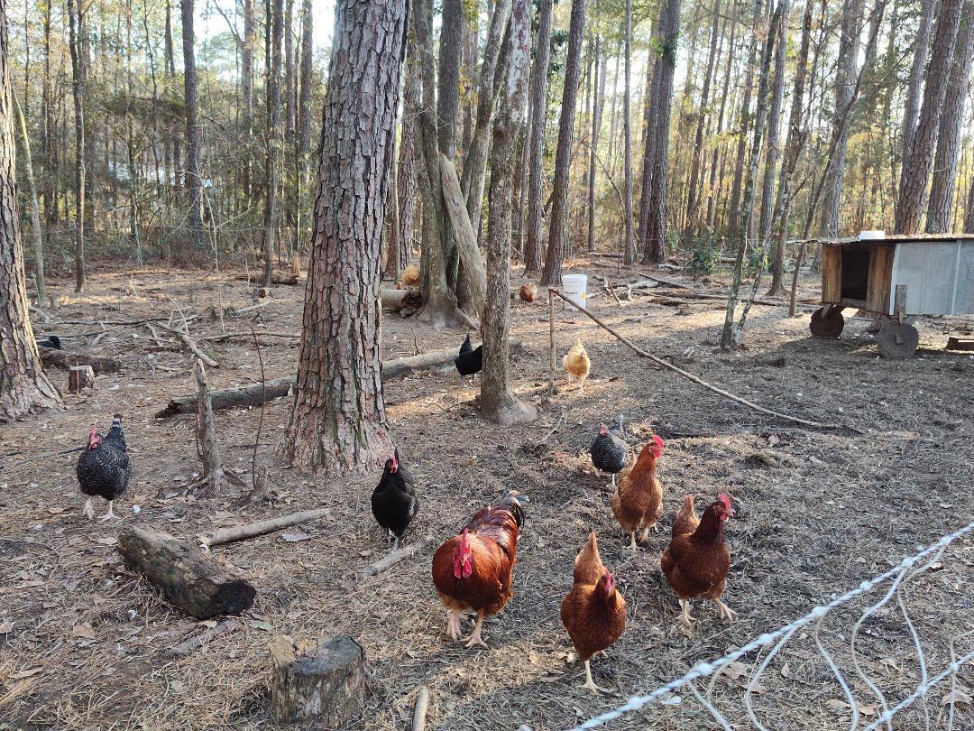 600 Jasper Floyd Road Ponce de Leon, FL 32455 - Photo 13 of 27 a backyard of a house with table and chairs