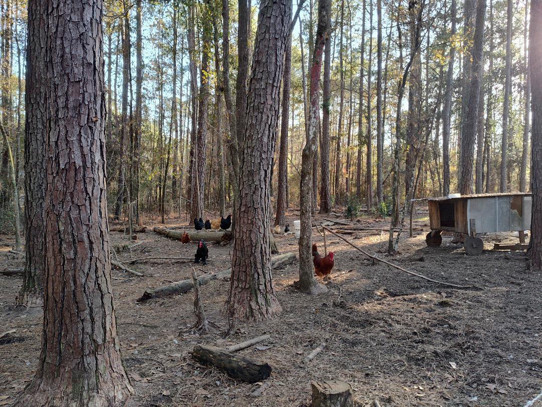 600 Jasper Floyd Road Ponce de Leon, FL 32455 - Photo 14 of 27 a view of a backyard with trees