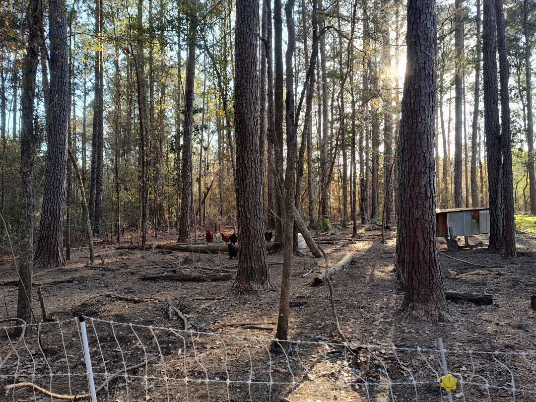 600 Jasper Floyd Road Ponce de Leon, FL 32455 - Photo 15 of 27 a view of a backyard with large trees and wooden fence