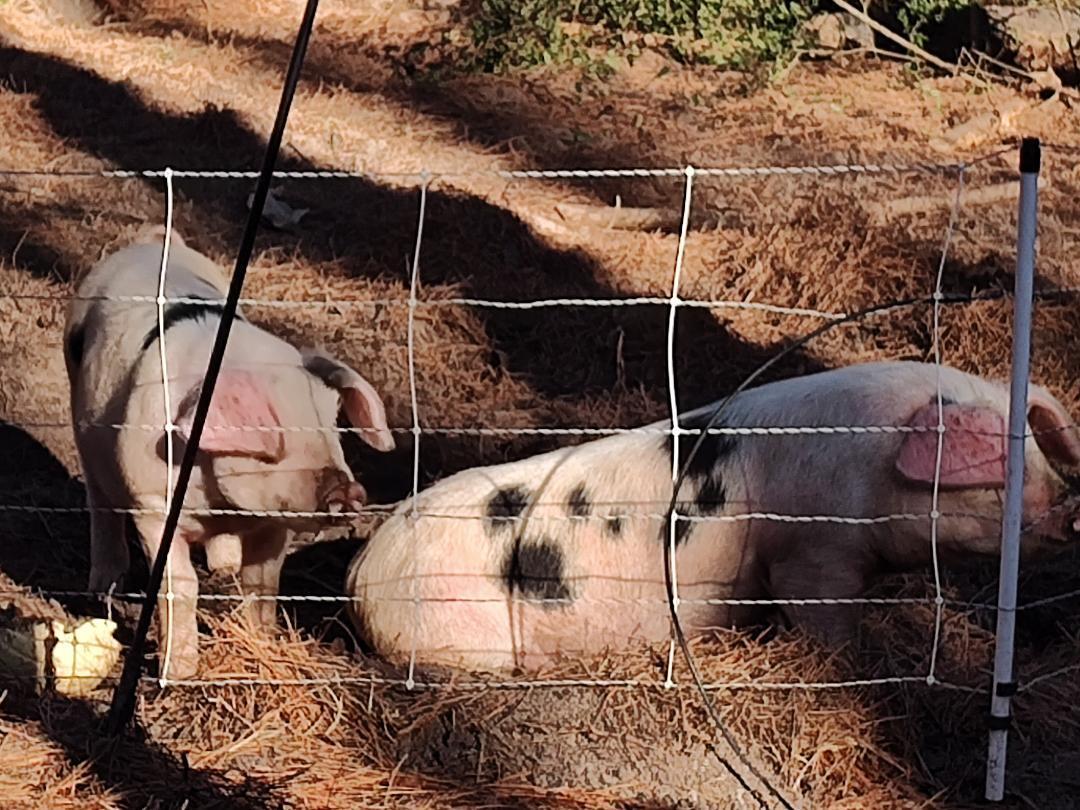 600 Jasper Floyd Road Ponce de Leon, FL 32455 - Photo 18 of 27 a backyard of a house with wooden floor