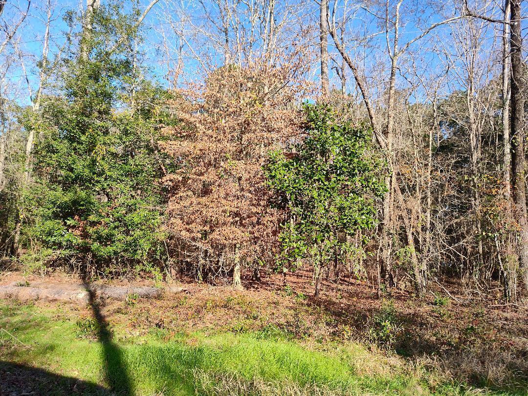 600 Jasper Floyd Road Ponce de Leon, FL 32455 - Photo 2 of 27 a view of a yard with large trees