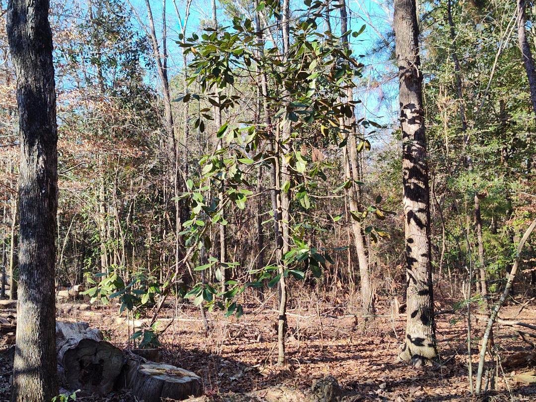 600 Jasper Floyd Road Ponce de Leon, FL 32455 - Photo 26 of 27 a view of a yard with a trees