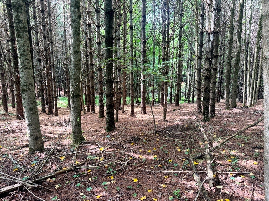 Lot 3 Kelly Road, Unit 3 Fancy Gap, VA 24328 - Photo 6 of 10 Gallery Image 6