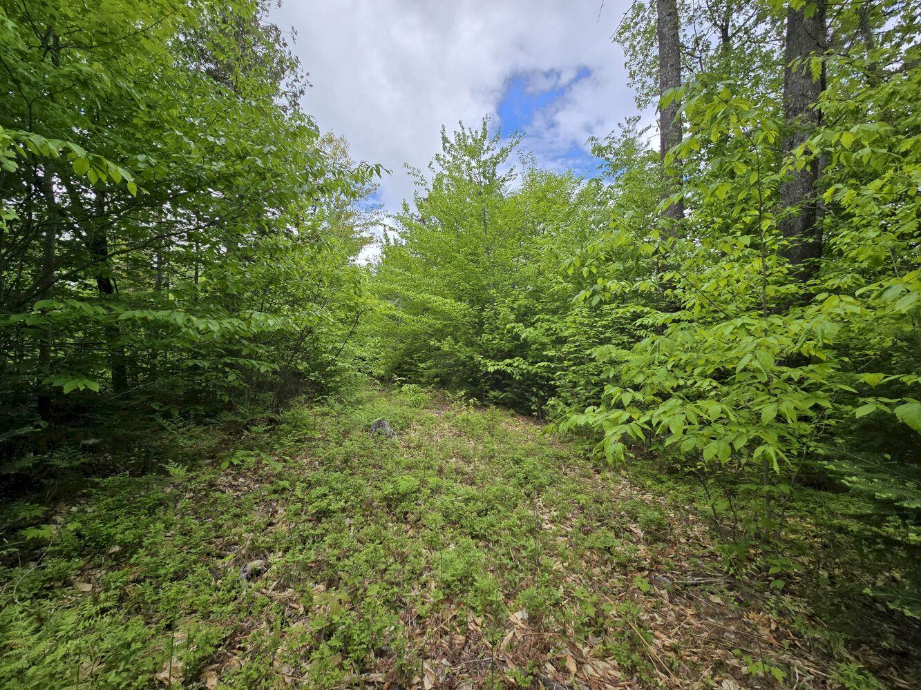 Lot 10 Staples Pond Road Temple, ME 04984 - Photo 2 of 56 20260528_130825_result