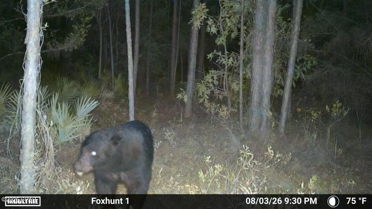 0 Fox Hunt Road Chipley, FL 32428 - Photo 14 of 20 Gallery Image 14