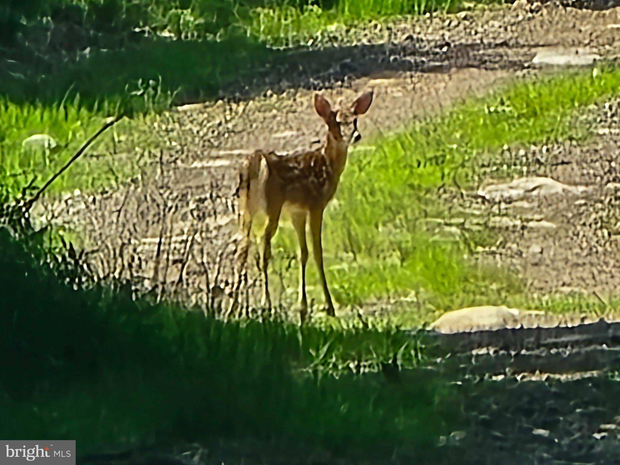 Mountain Road Catawissa, PA 17820 - Photo 6 of 23 Fawn in a sunlit meadow.