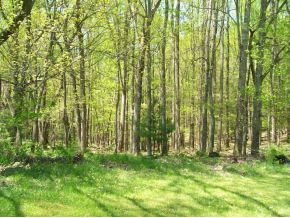 4541 Dry Hill Road Butler, TN 37640 - Photo 8 of 9 Photo 8