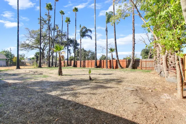 a view of tall trees