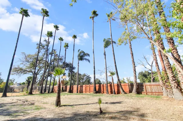 a view of a palm tree in front of a building