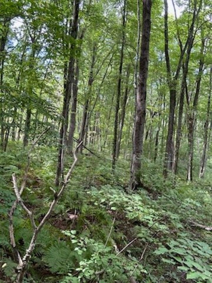 39.94-acres County Rd V Pittsville, WI 54466 - Photo 10 of 17
