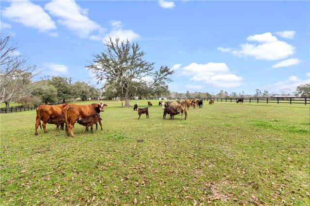 21258 Wallace King Road Bush, LA 70431 - Photo 8 of 28