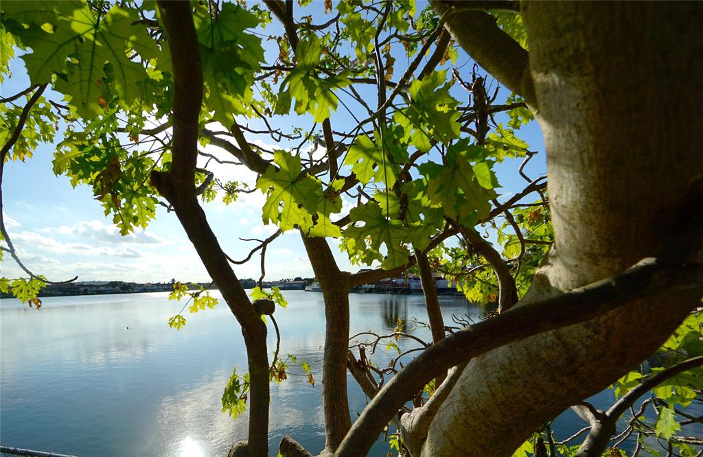 6380 West 24th Court Hialeah, FL 33016 - Photo 20 of 41 a picture of tree