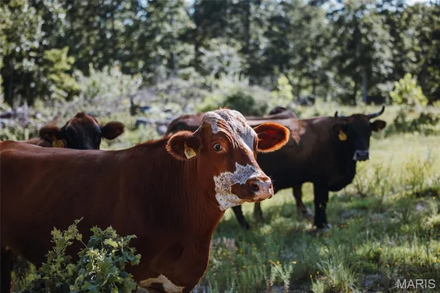 $5,250,000 | 1292 Wayne 528, Wappapello, MO 63966