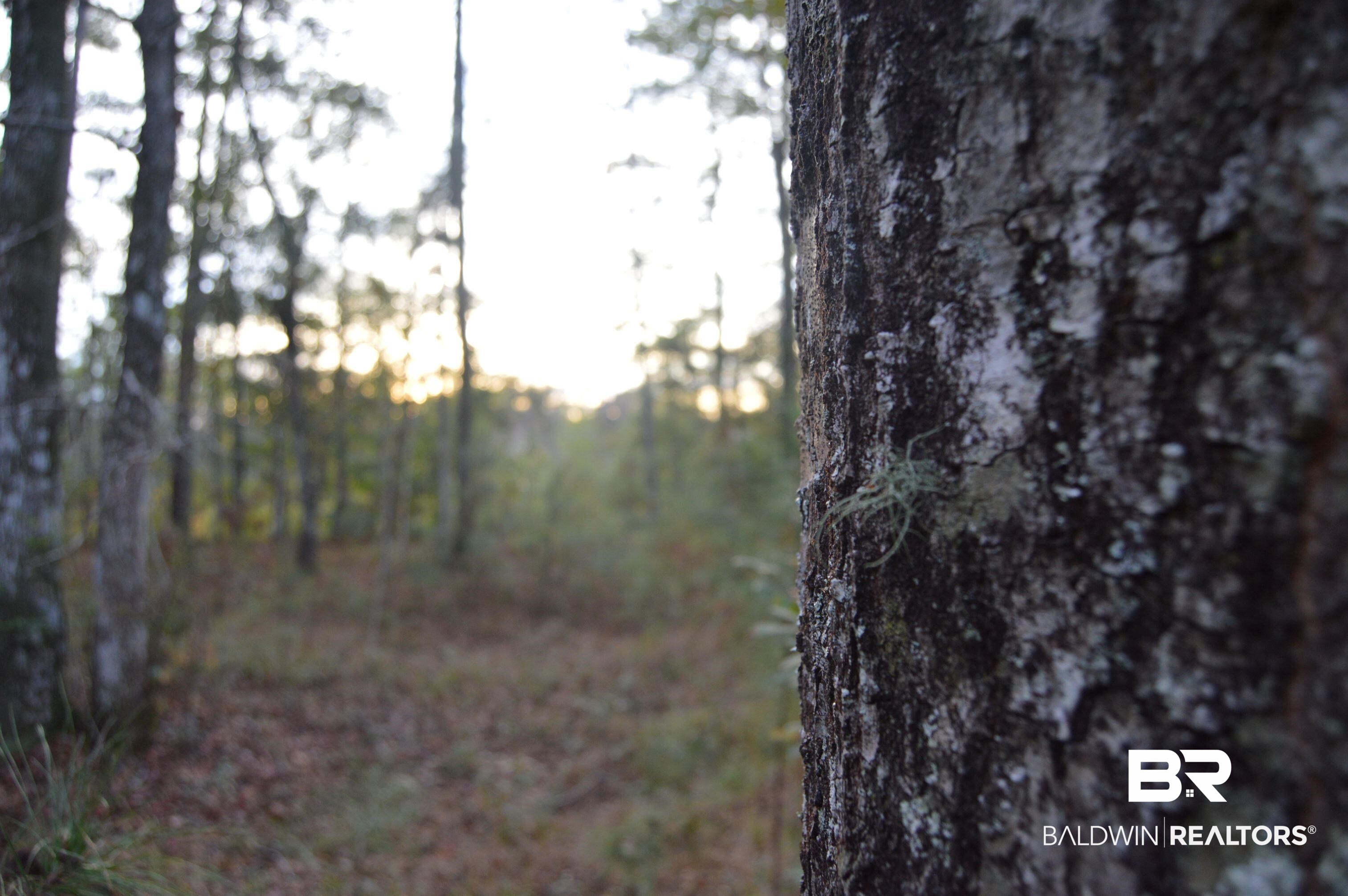 8 Marlin Street Stockton, AL 36579 - Photo 9 of 12 View of wooded area