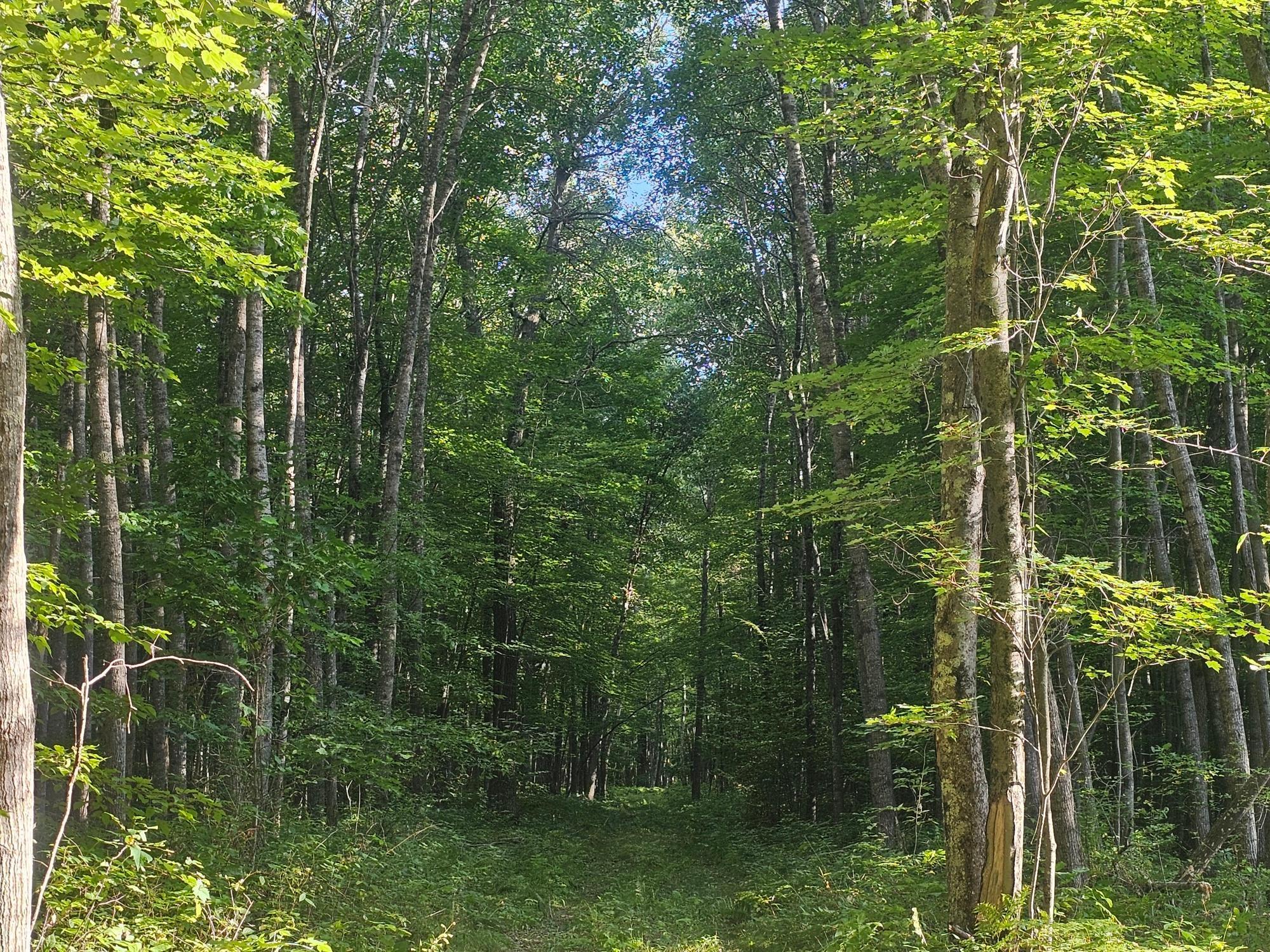 Lot 3 Ken Can Lane Webster, WI 54893 - Photo 2 of 8