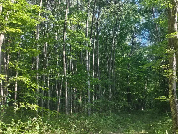$34,500 | Lot 3 Ken Can Lane, Webster, WI 54893