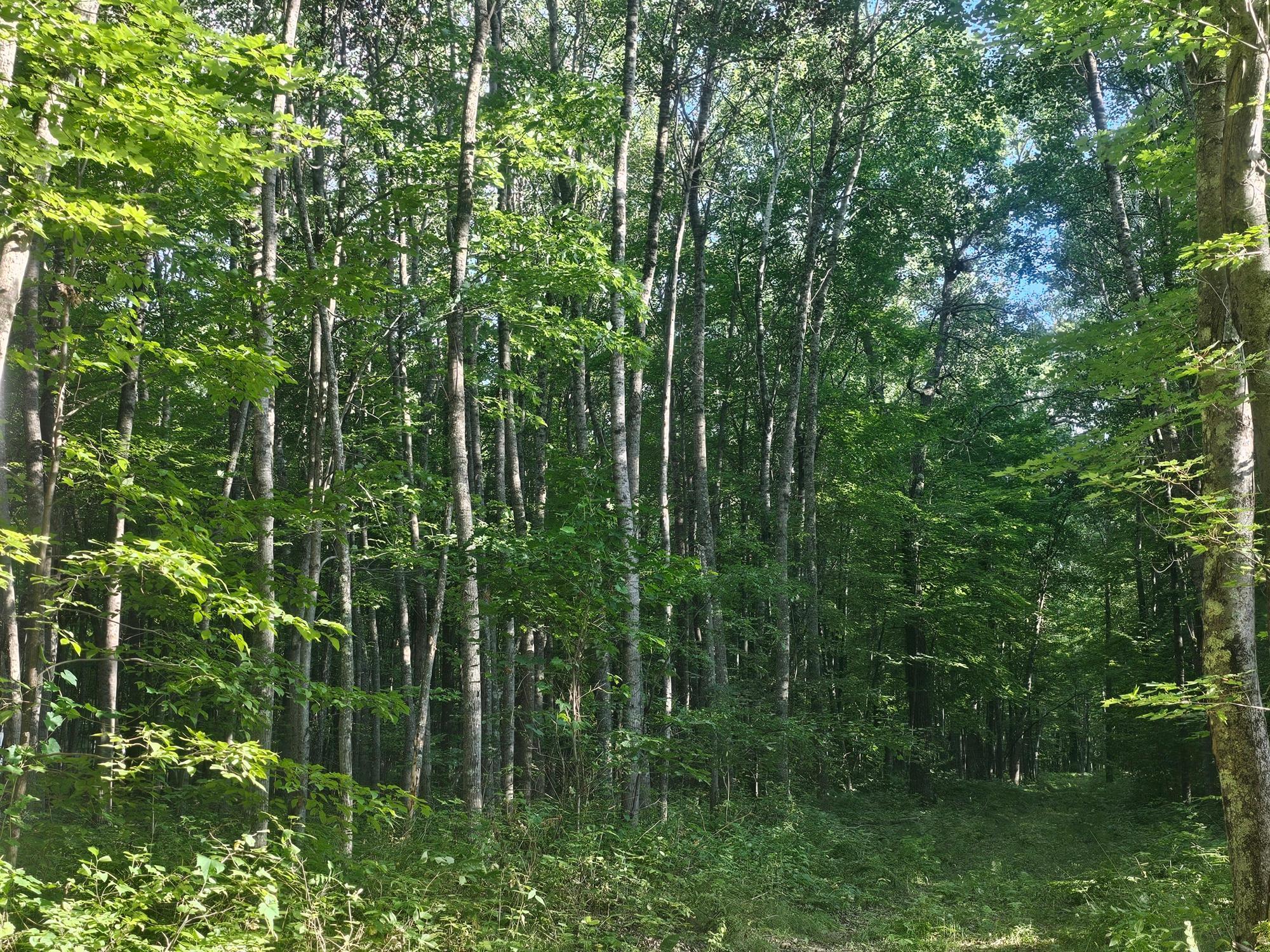 Lot 3 Ken Can Lane Webster, WI 54893 - Photo 4 of 8