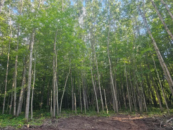 $34,500 | Lot 3 Ken Can Lane, Webster, WI 54893