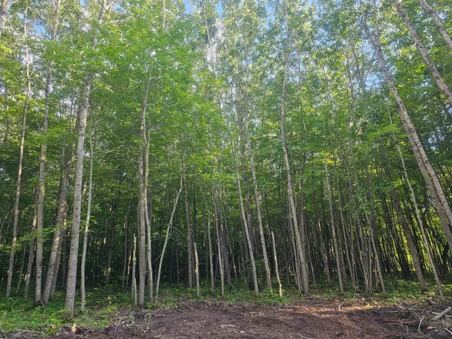 $34,500 | Lot 3 Ken Can Lane, Webster, WI 54893