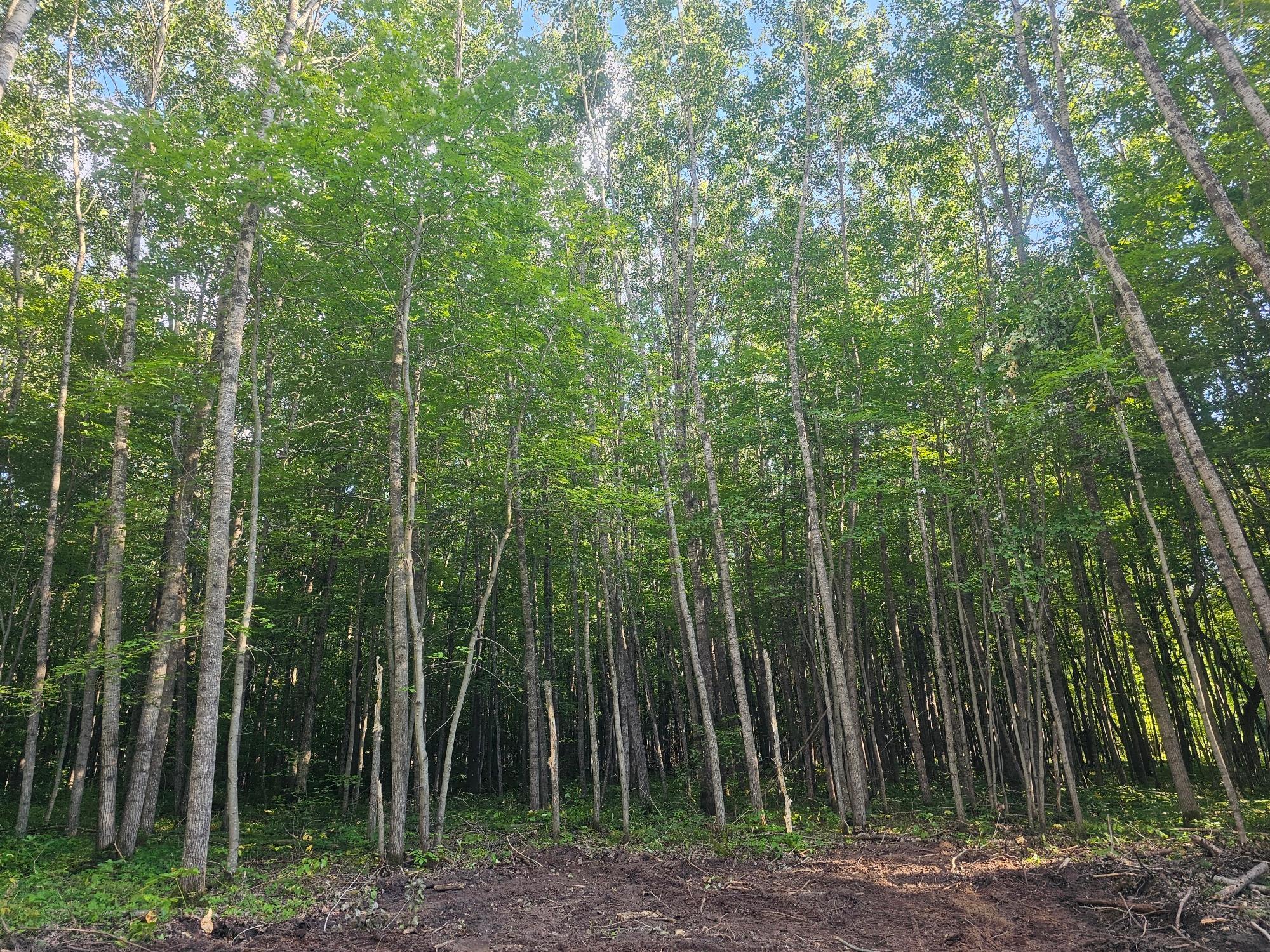 Lot 3 Ken Can Lane Webster, WI 54893 - Photo 7 of 8