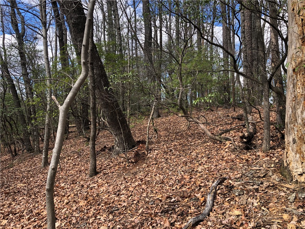 Lot 21 Bobcat Mountain Road Purlear, NC 28665 - Photo 14 of 46 a view of a forest