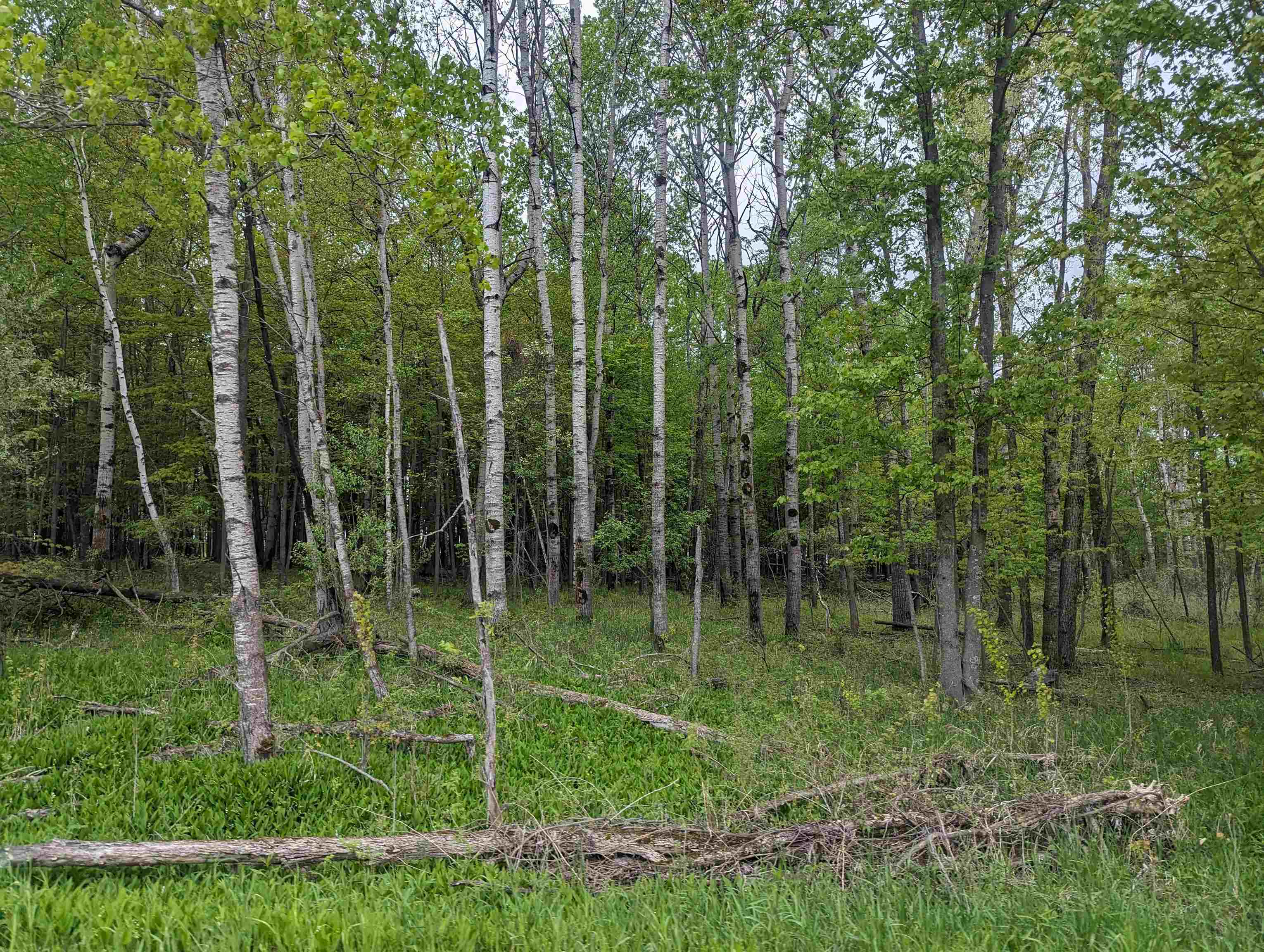 N/a North Lentner Road Turner, MI 48765 - Photo 5 of 10