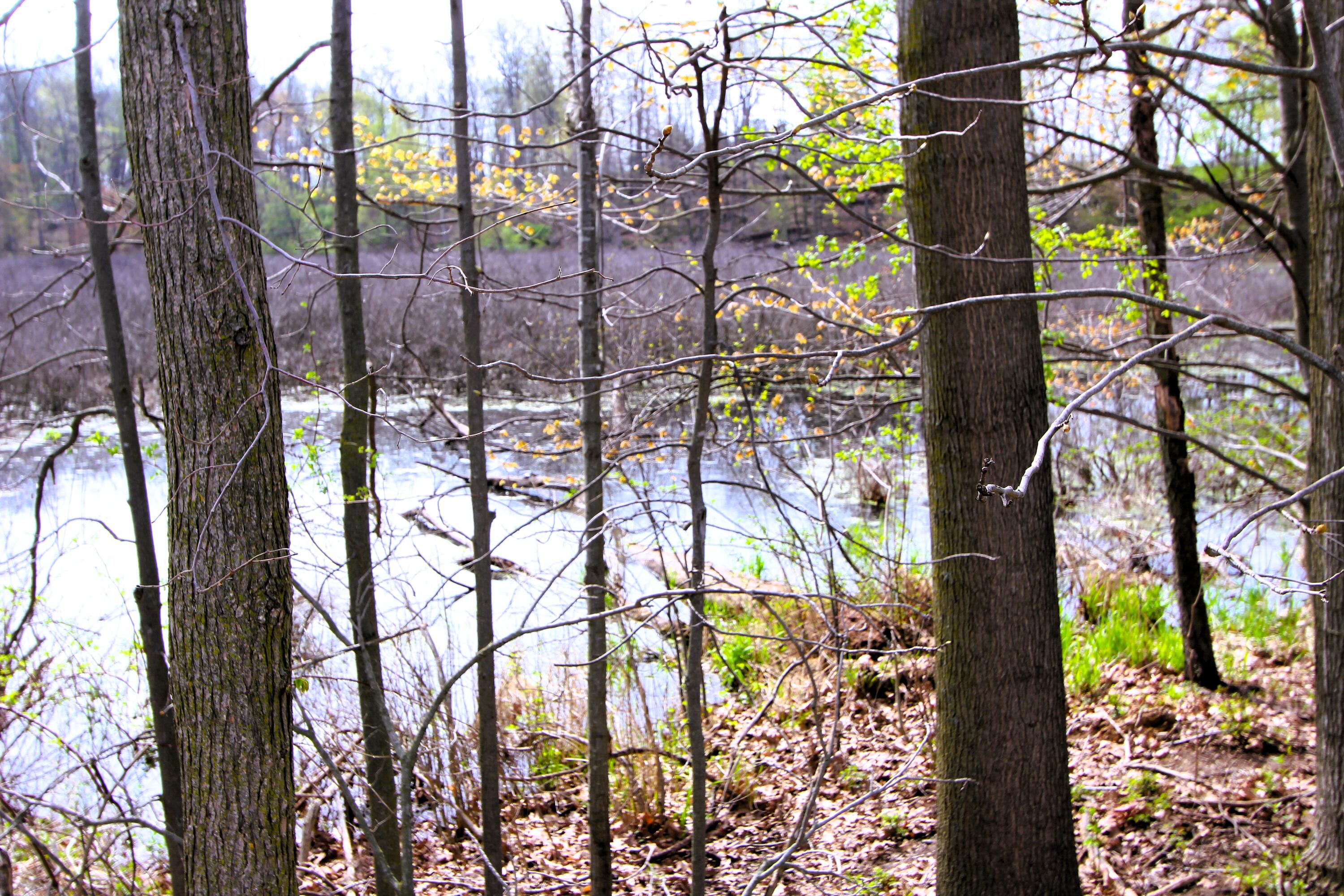 V/l Frost Road Portland, MI 48875 - Photo 4 of 15 IMG_7111pond 8.86