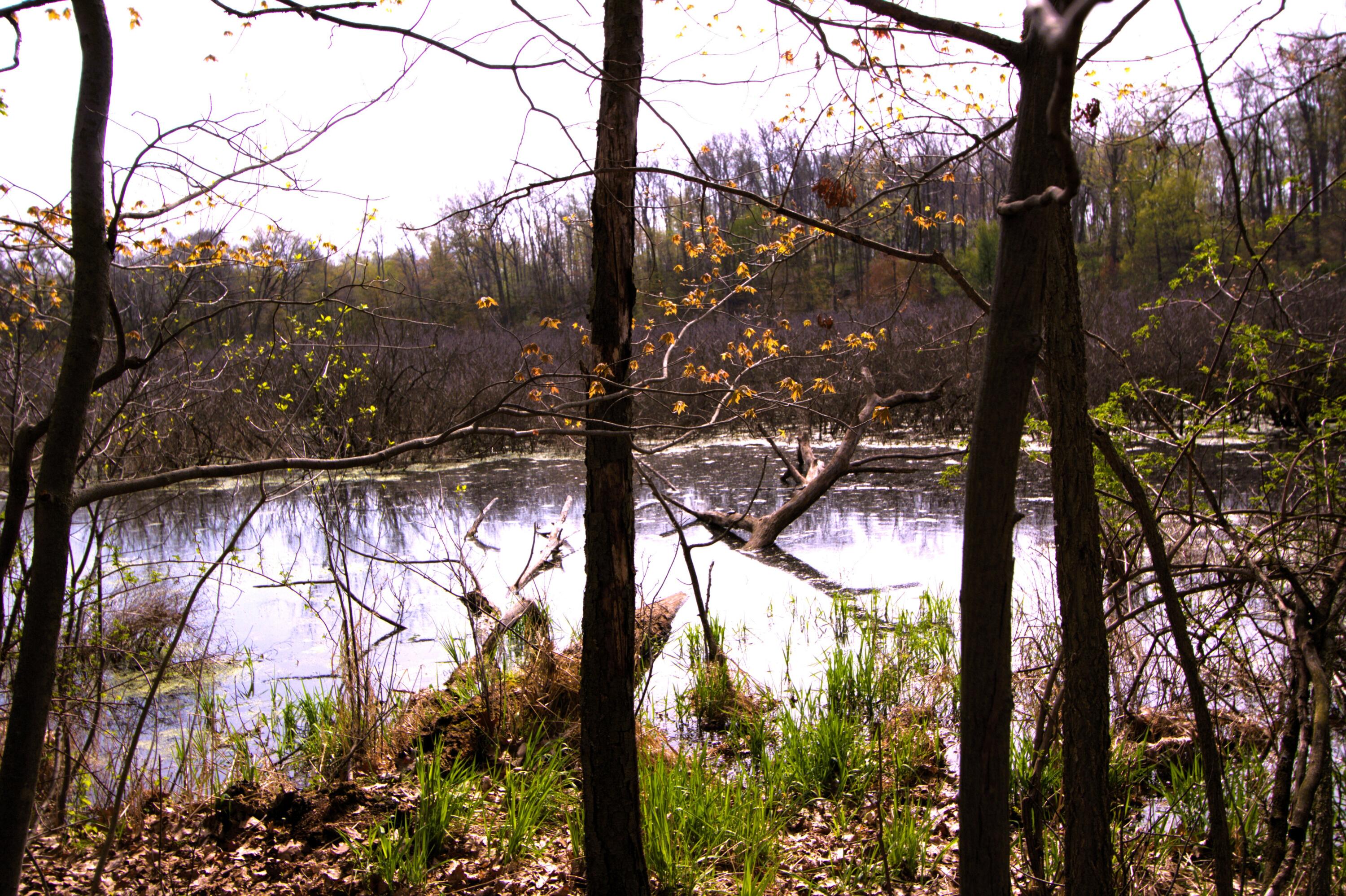 V/l Frost Road Portland, MI 48875 - Photo 10 of 15 IMG_7115 Pond8.86