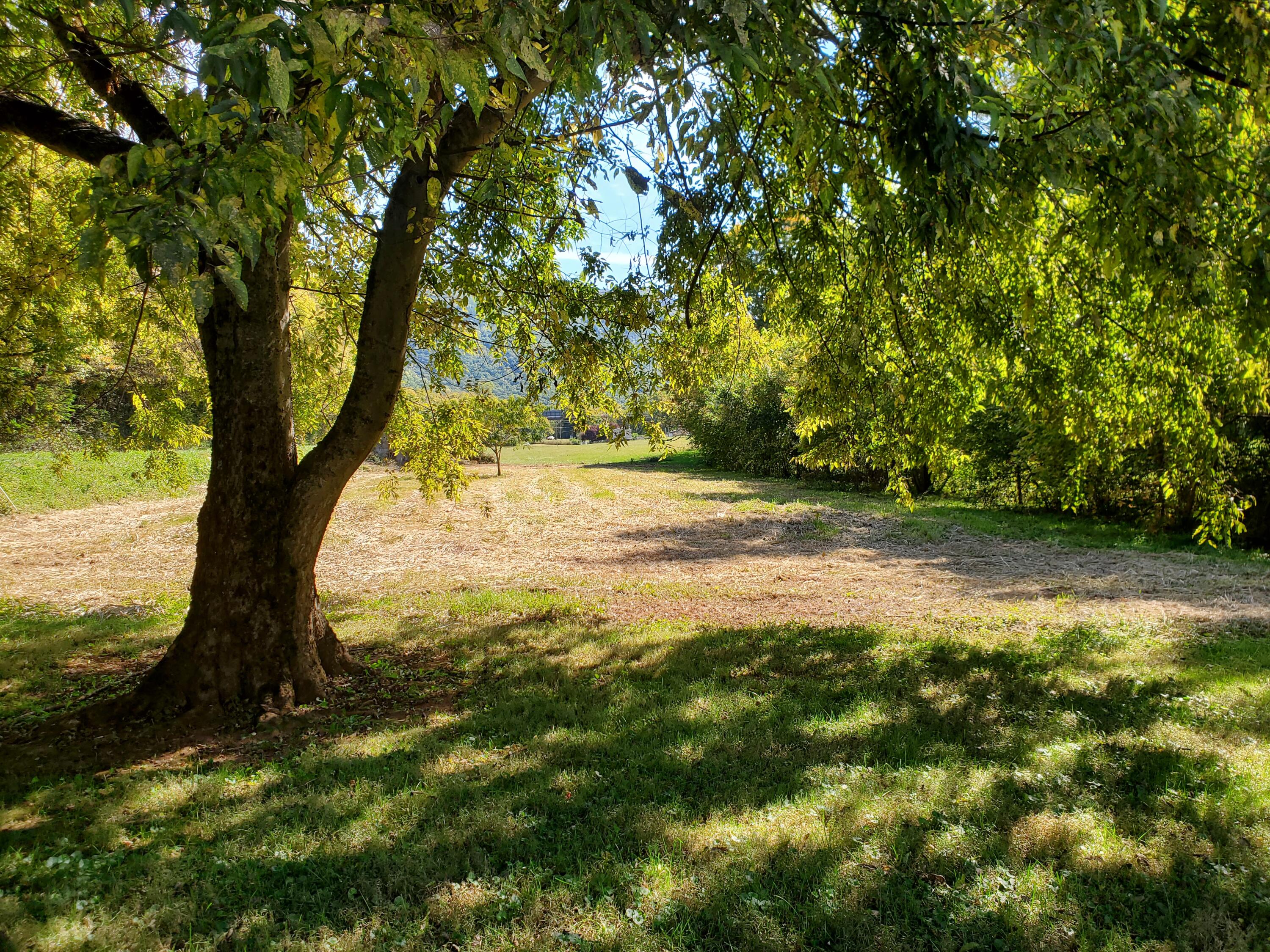 2425 Hartford Road Cosby, TN 37722 - Photo 63 of 70 20221009_135116