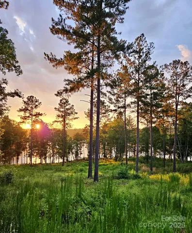 a view of a tree in a yard