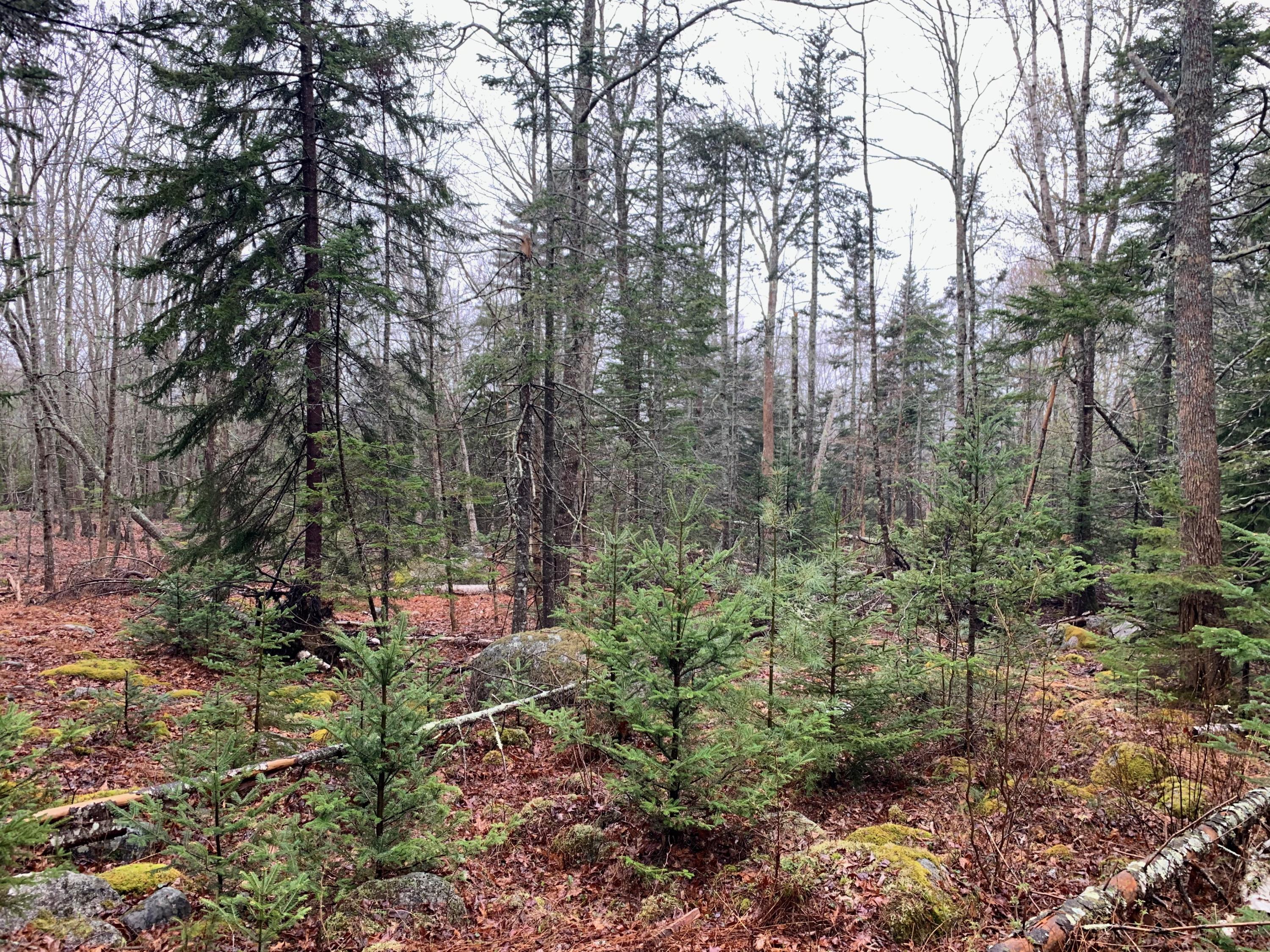 49 Byards Point Road Sedgwick, ME 04673 - Photo 19 of 38 Photos - 6 of 23