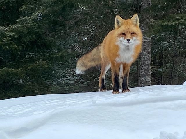 85 Caps Trail Lutsen, MN 55612 - Photo 92 of 94 Another Local Wildlife Visitor