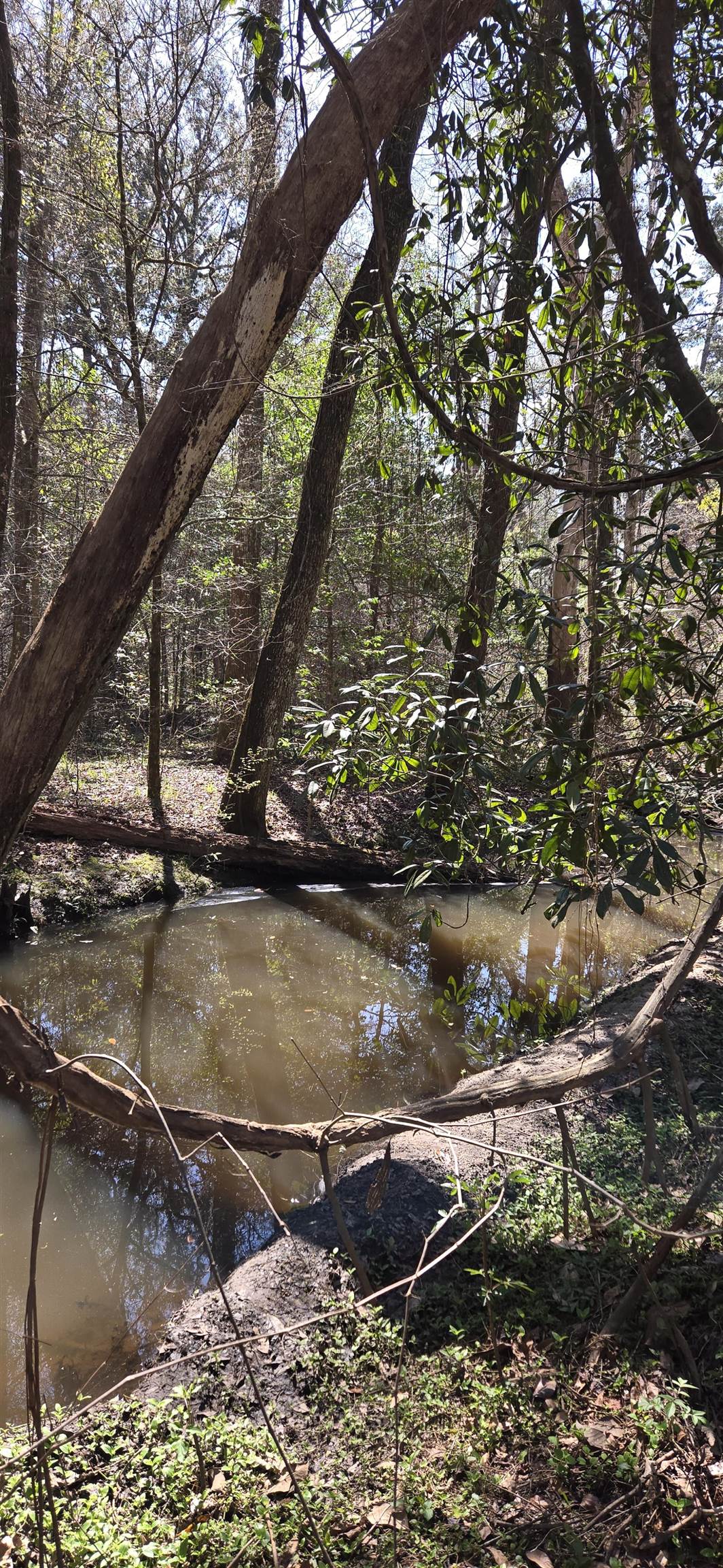 1450 Deer Run Road Havana, FL 32333 - Photo 2 of 21 Gallery Image 2