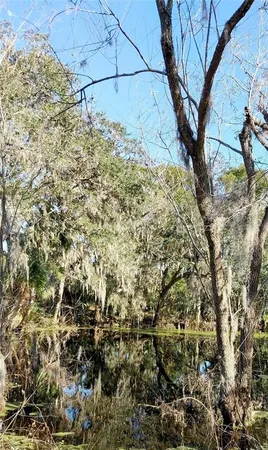 a view of a yard with large trees
